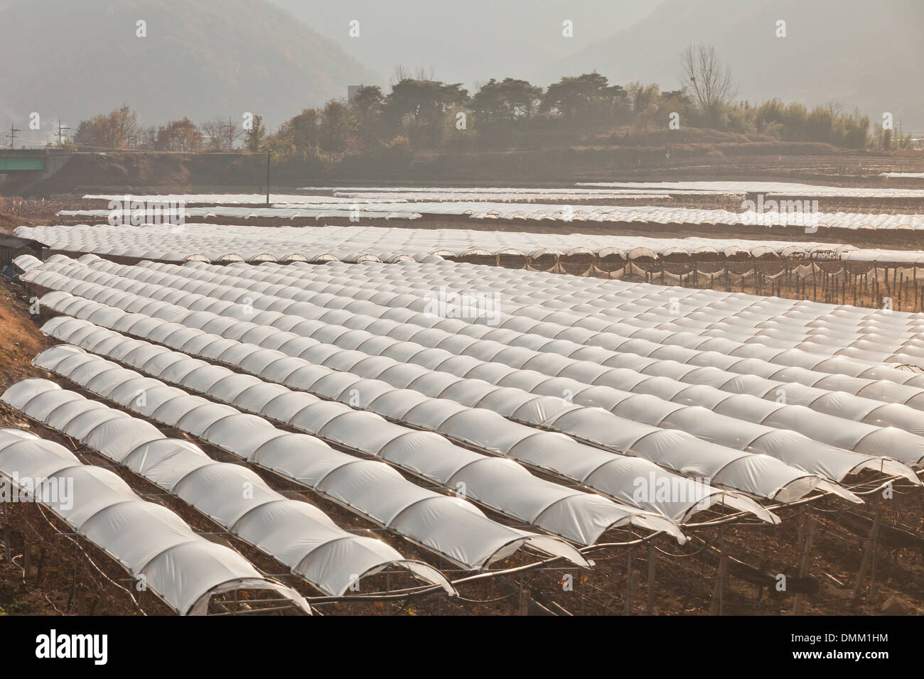 Gewächshäuser auf landwirtschaftlichen Flächen außerhalb von Daegu - Daegu, Südkorea Stockfoto