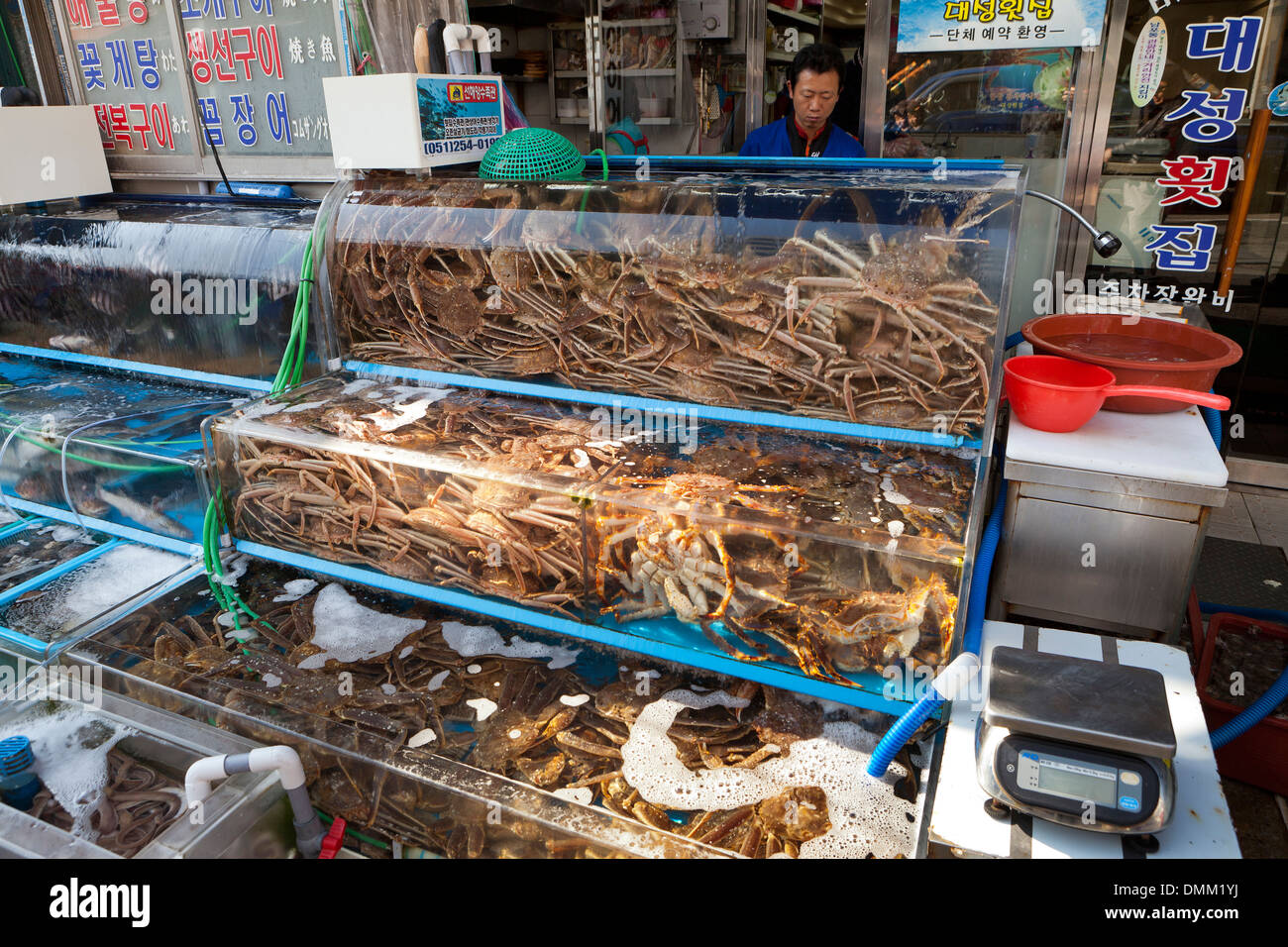 Outdoor-Leben Spinne Krabben auf dem Display vor Sashimi Restaurant Dongnae Shijang - Busan, Südkorea Stockfoto