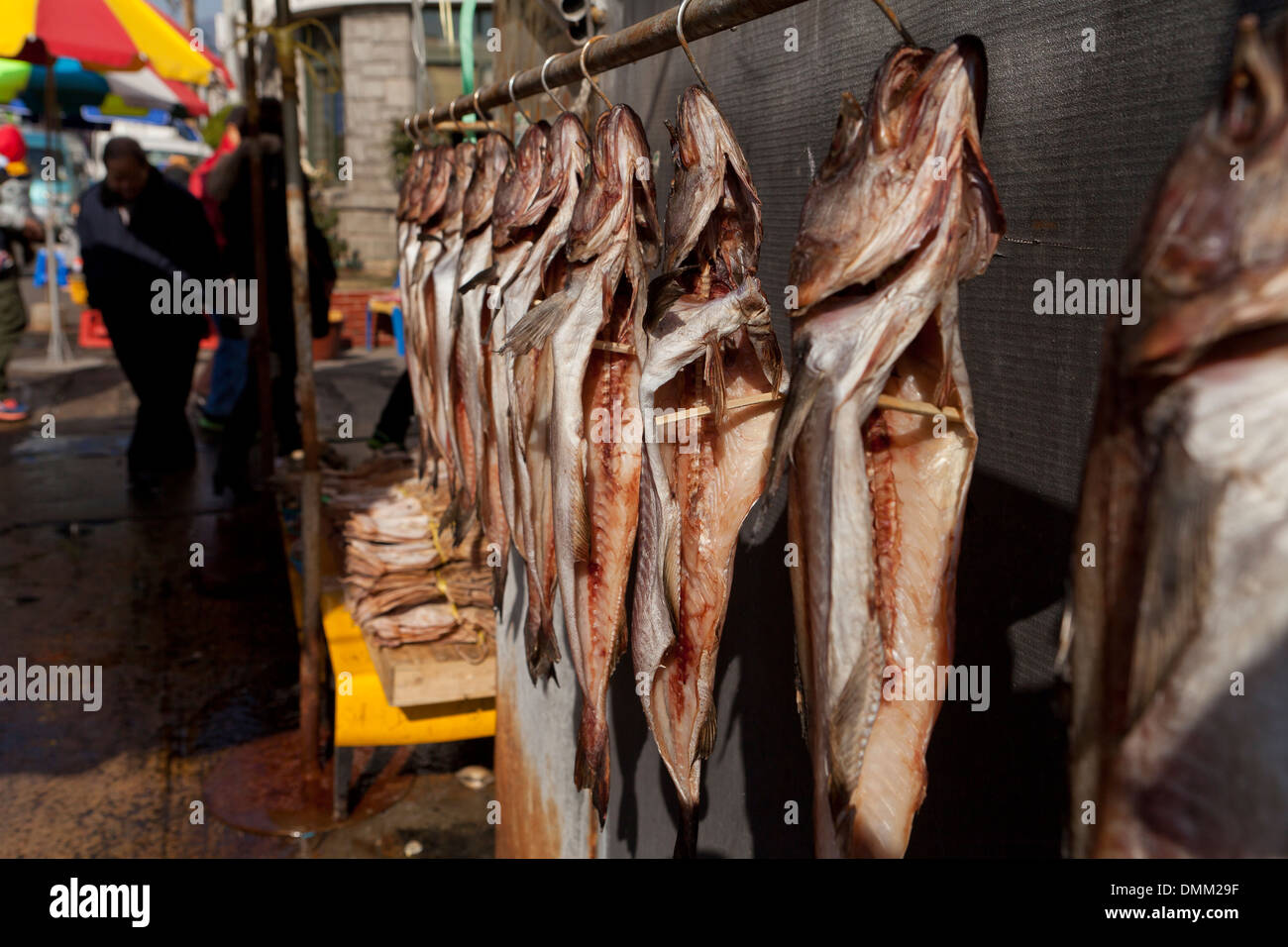 Getrocknete ganze Kabeljau hängt am Jagalchi Shijang (traditionelle outdoor-Markt) - Busan, Südkorea Stockfoto