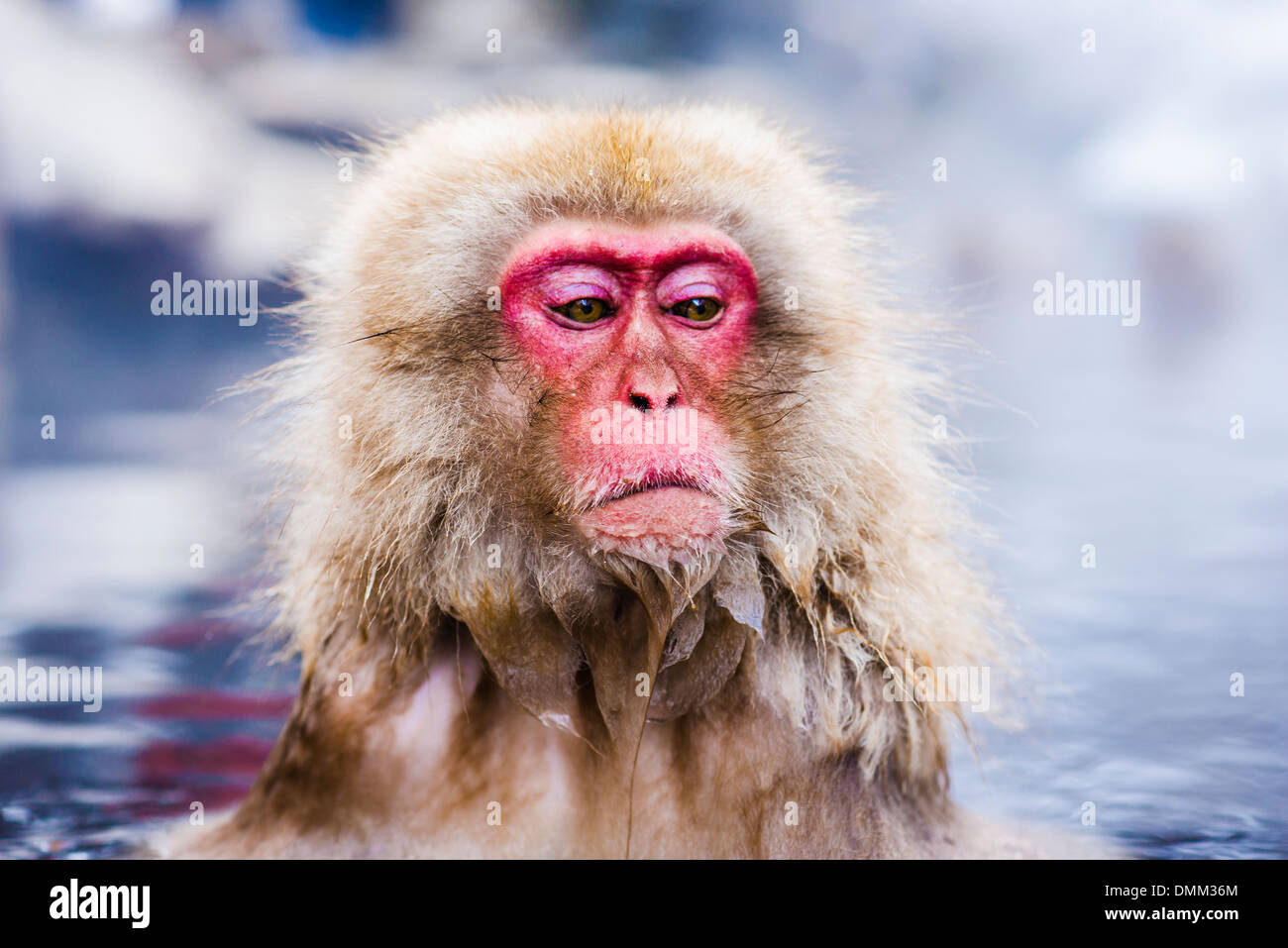 Makaken Bad in heißen Quellen in Nagano, Japan. Stockfoto