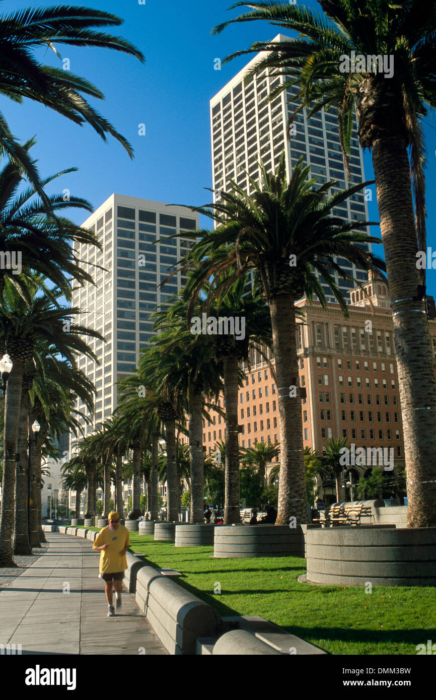 Palmen-Ling den Bürgersteig entlang dem Embarcadero, San Francisco, Kalifornien Stockfoto