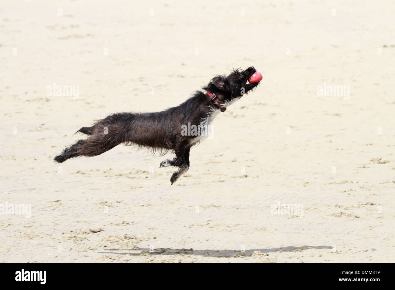Jack Russell Pudel Kreuz springen um einen Ball fangen an einem Strand Stockfoto