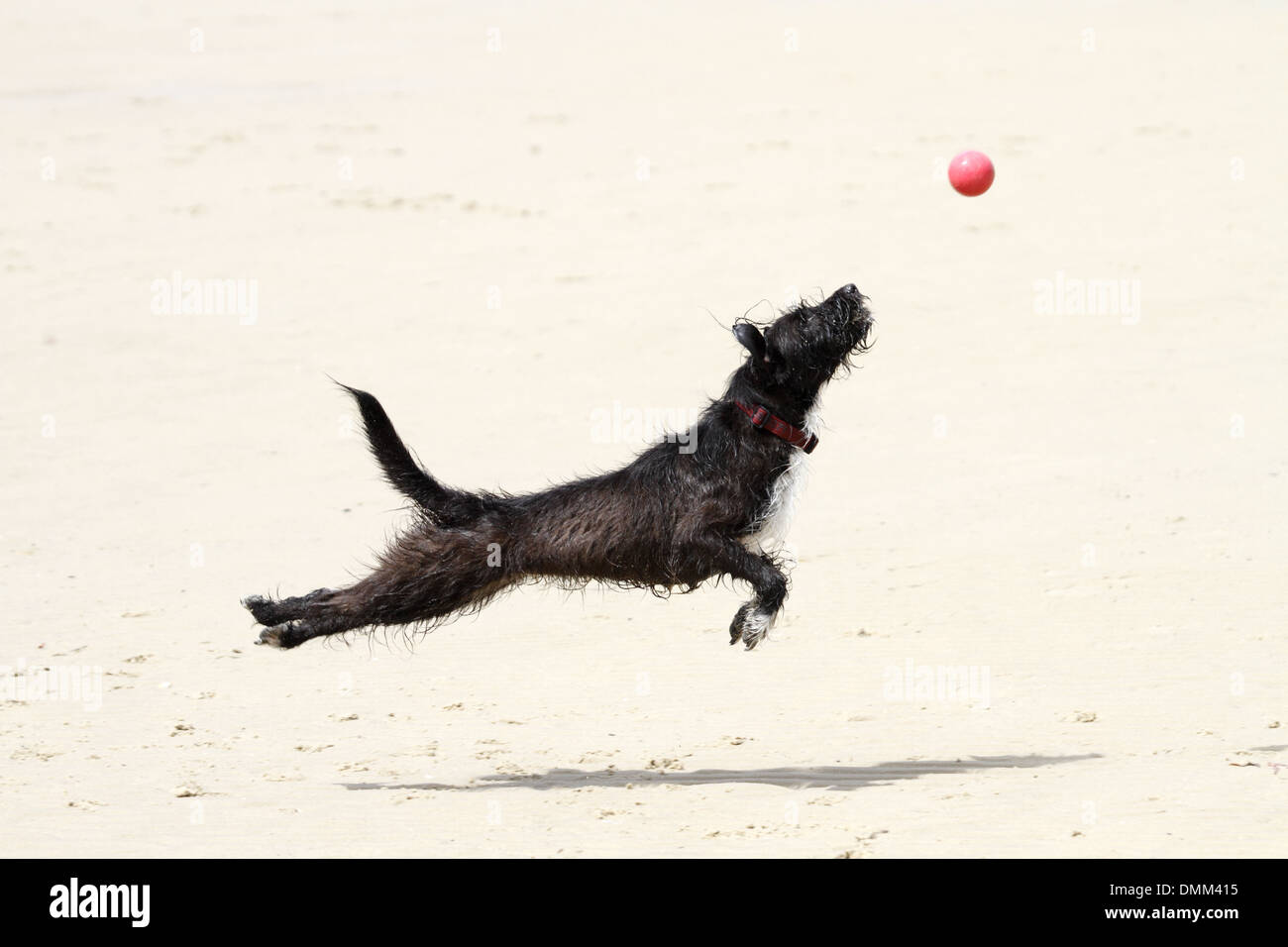 Jack Russell Pudel Kreuz springen um einen Ball fangen an einem Strand Stockfoto