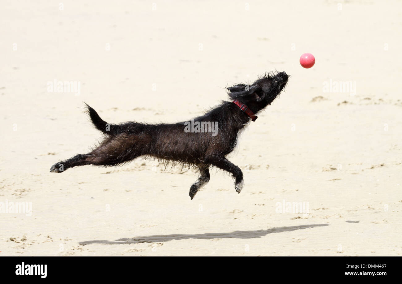 Jack Russell Pudel Kreuz springen um einen Ball fangen an einem Strand Stockfoto