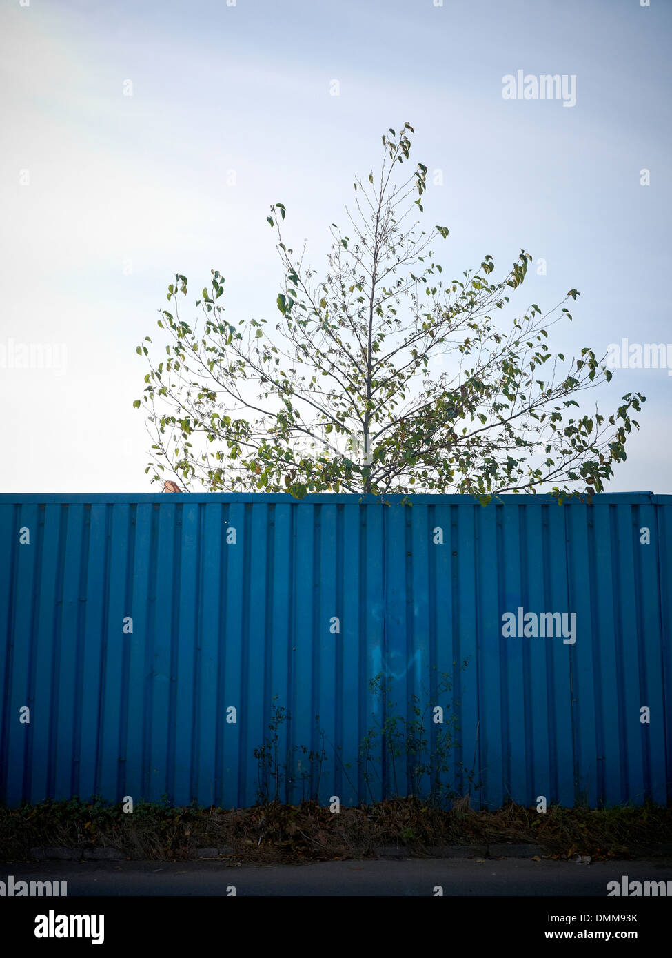 Baum hinter Blau bemalten Zaun Stockfoto