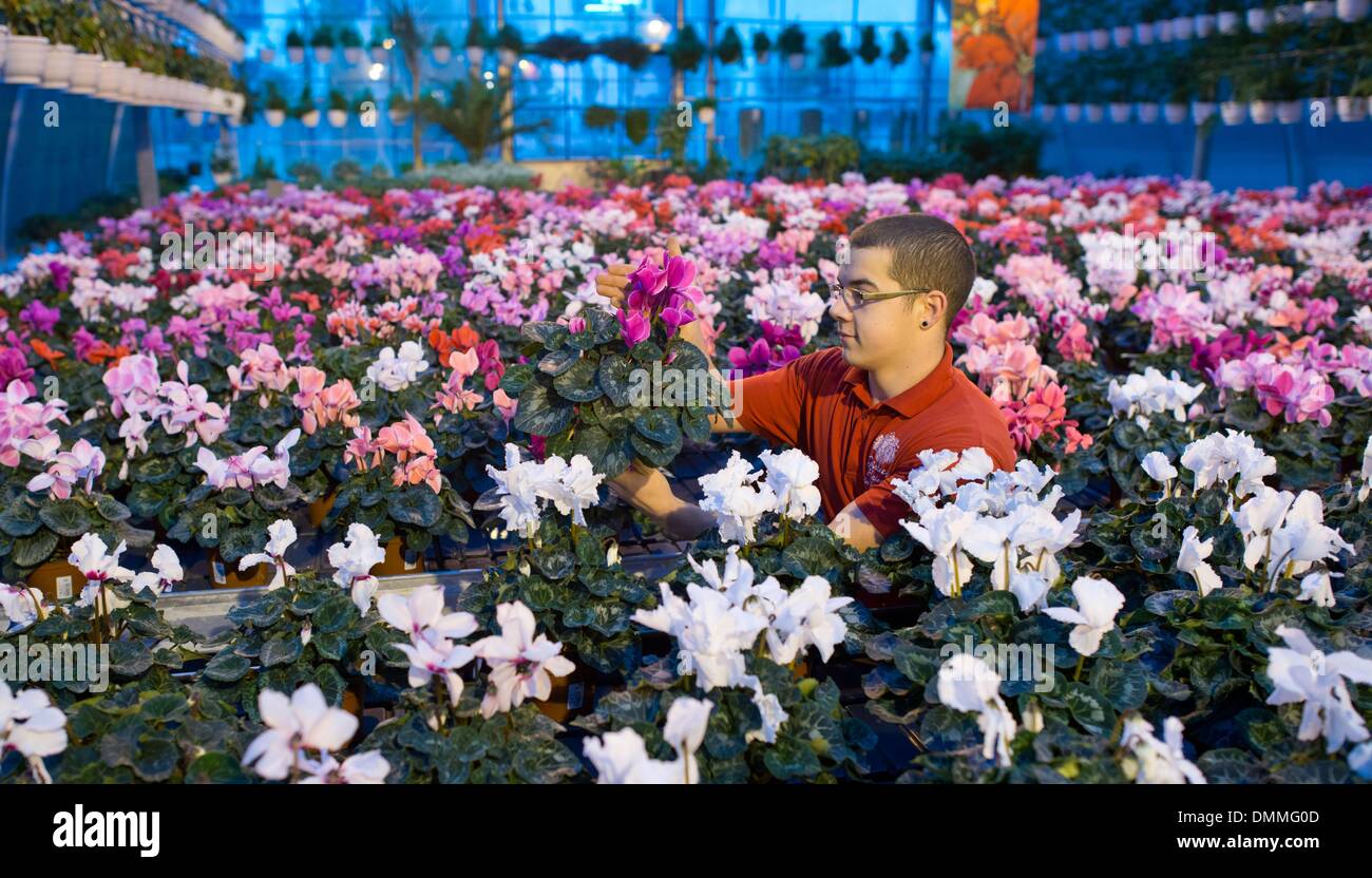 Lindenberg, Deutschland. 4. Dezember 2013. Gärtner-Auszubildende Lars Pukall Gärtnerei Firma sortiert Heinrich durch Kisten von Cyclamen in einem Gewächshaus in Lindenberg, Deutschland, 4. Dezember 2013. Foto: Patrick Pleul/ZB/Dpa/Alamy Live News Stockfoto