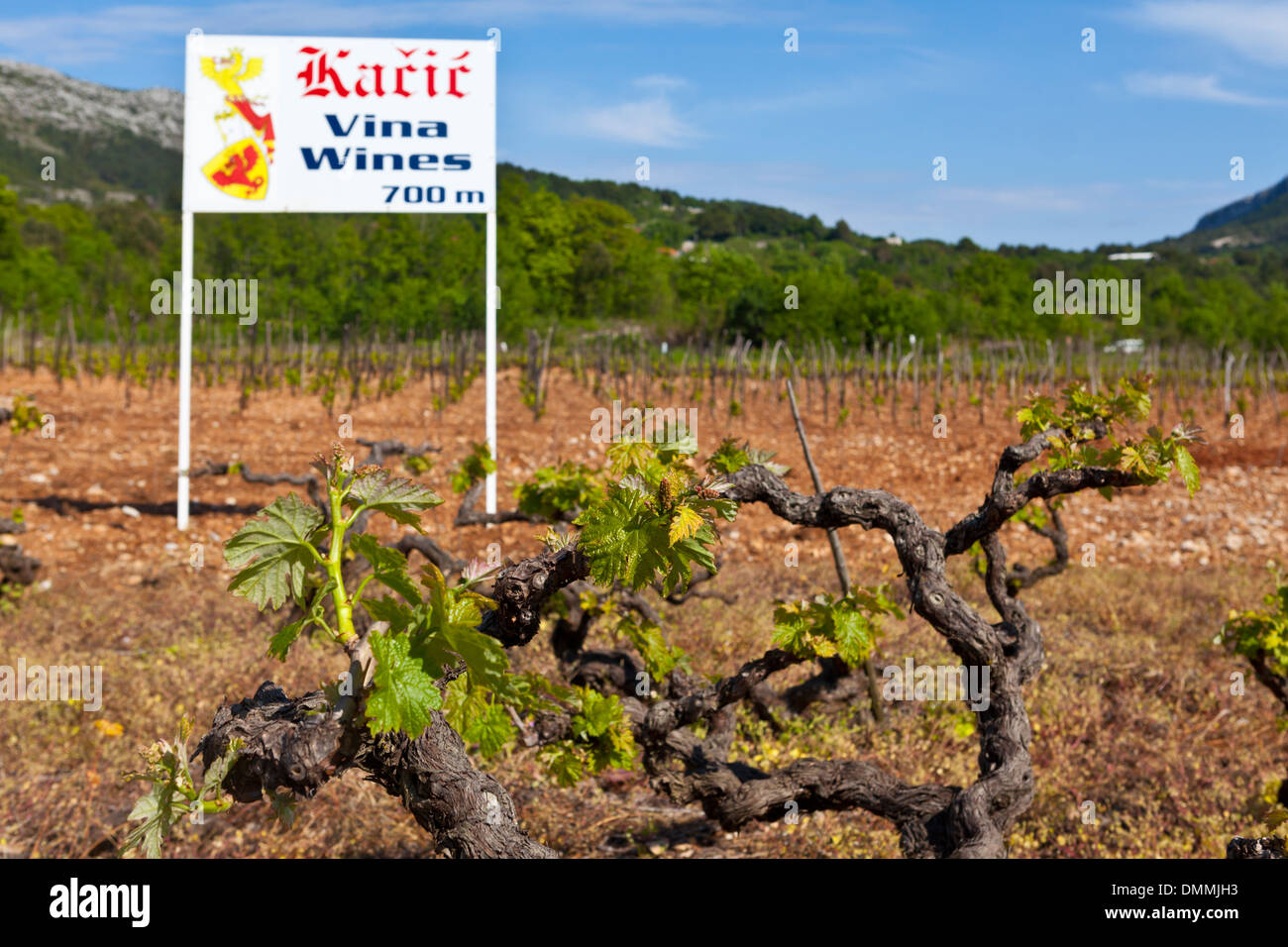 Kroatien, Dalmatien, Weingut in der Nähe von Orebic Stockfoto