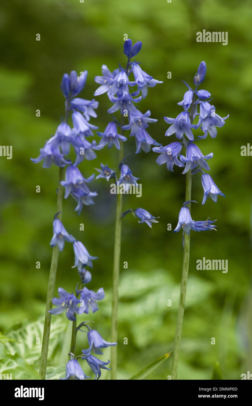 spanische Bluebell, Hyacinthoides hispanica Stockfoto