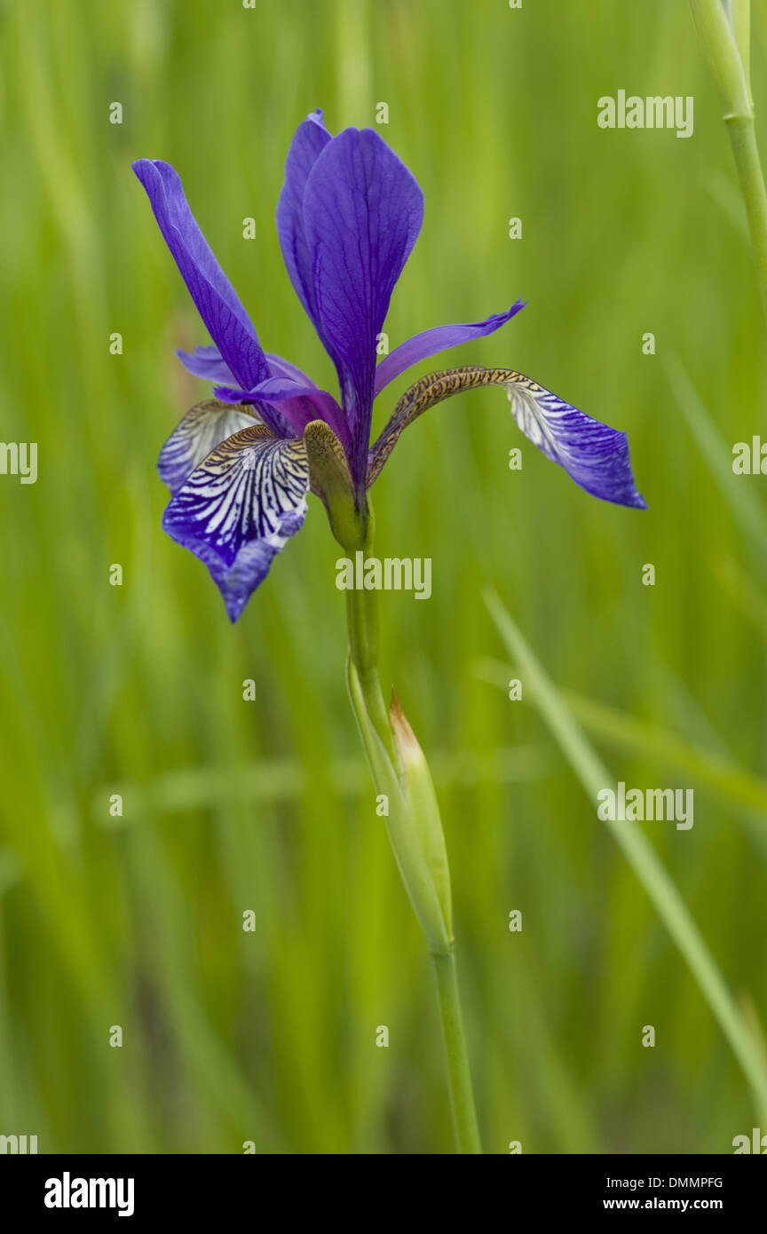 Sibirische Iris, Iris sibirica Stockfoto