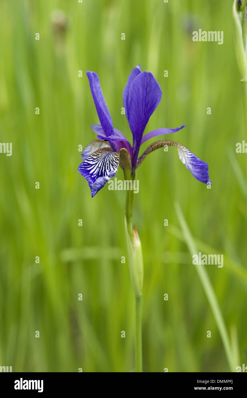 Sibirische Iris, Iris sibirica Stockfoto