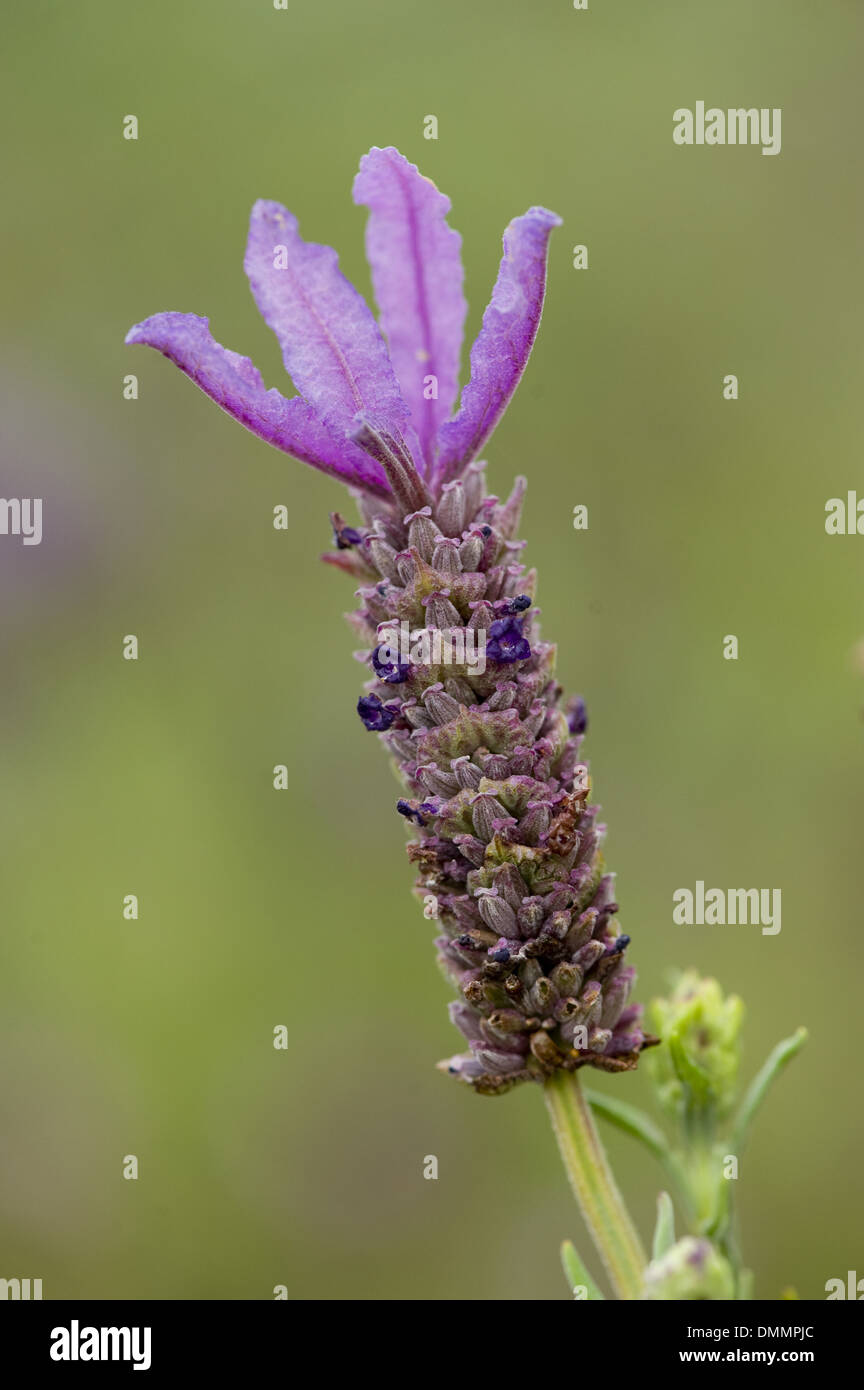 französischer Lavendel, Lavandula stoechas Stockfoto