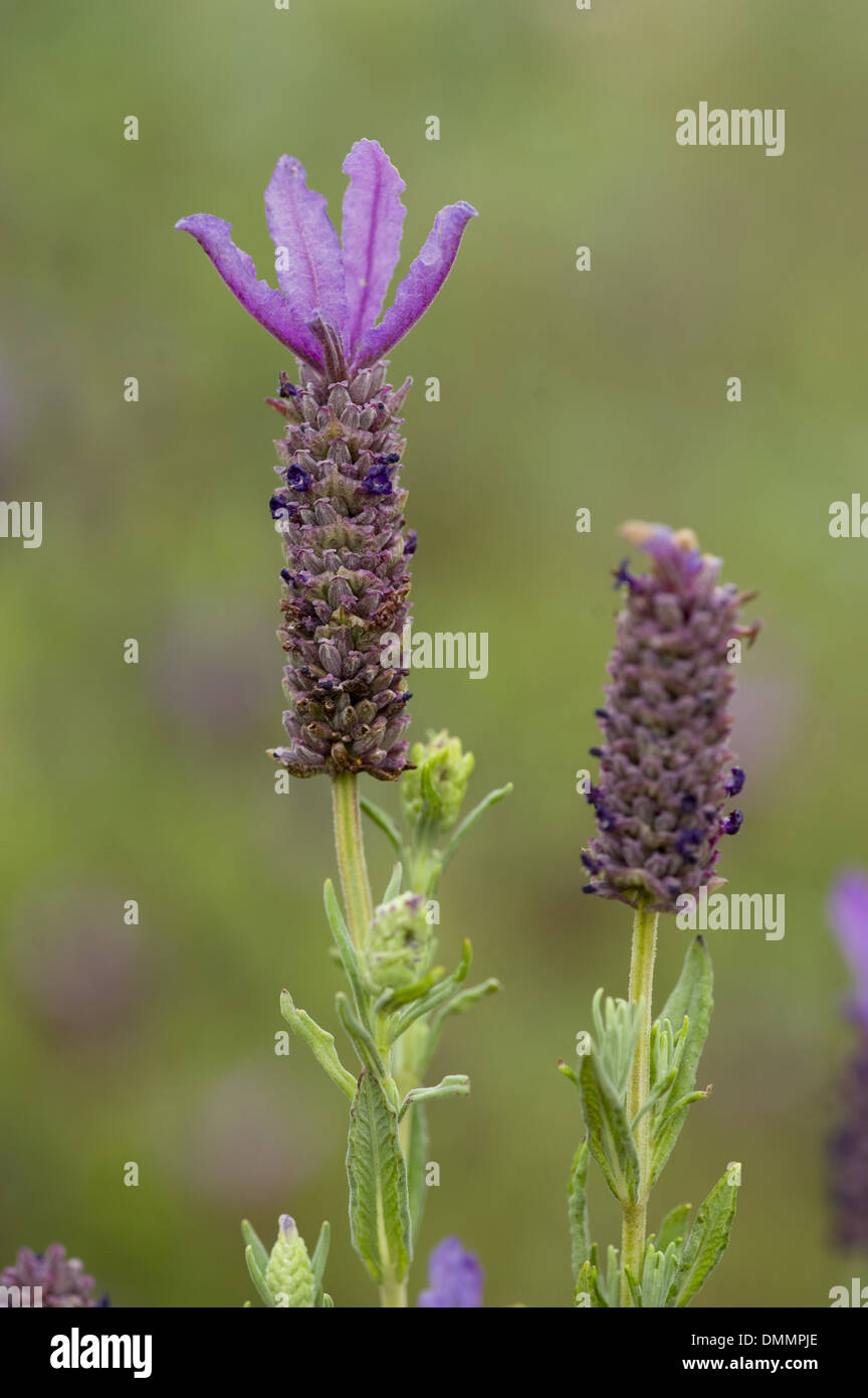 französischer Lavendel, Lavandula stoechas Stockfoto