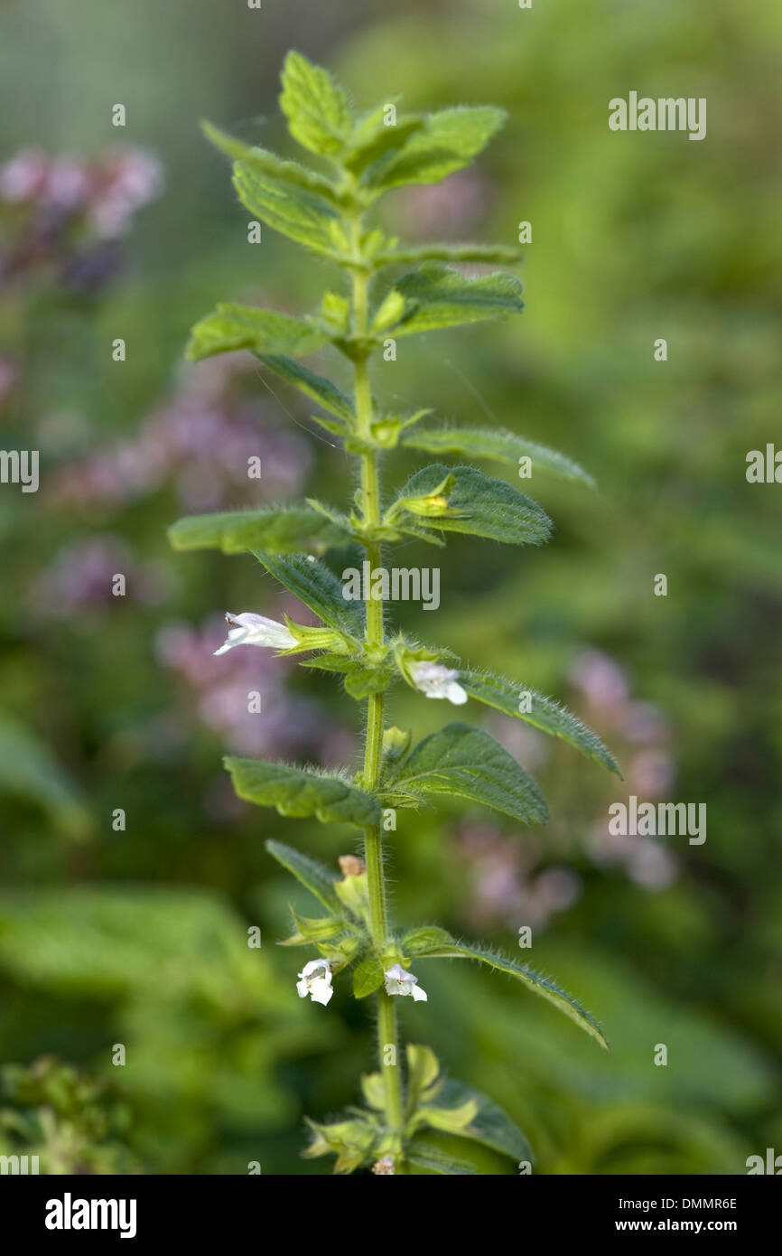 Zitronenmelisse, Melissa officinalis Stockfoto