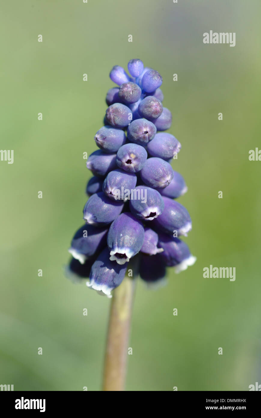 gemeinsamen Trauben Hyazinthe, Muscari neglectum Stockfoto