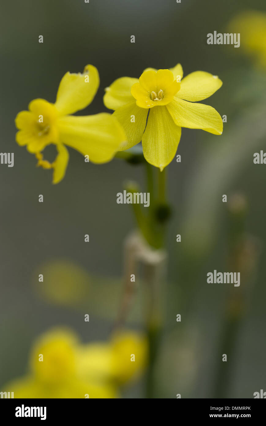 Jonquil, Narcissus jonquilla Stockfoto