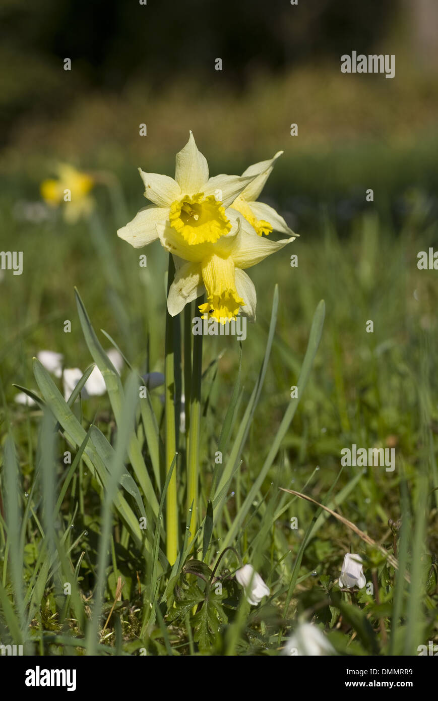 wilde Narzisse, Narcissus pseudonarcissus Stockfoto