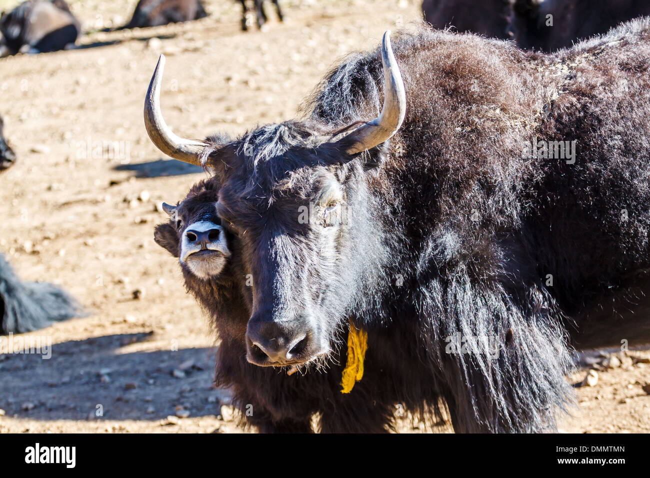 Yaks tragen Lieferungen zum Mt. Everest Base Camp, Himalaya, Nepal Stockfoto