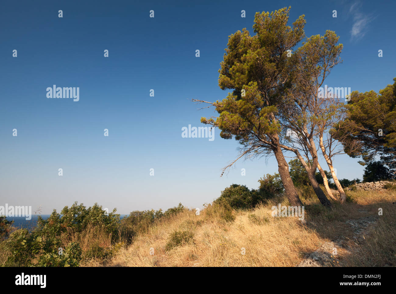 Montenegro-Landschaft mit Pinien an der Küste Stockfoto