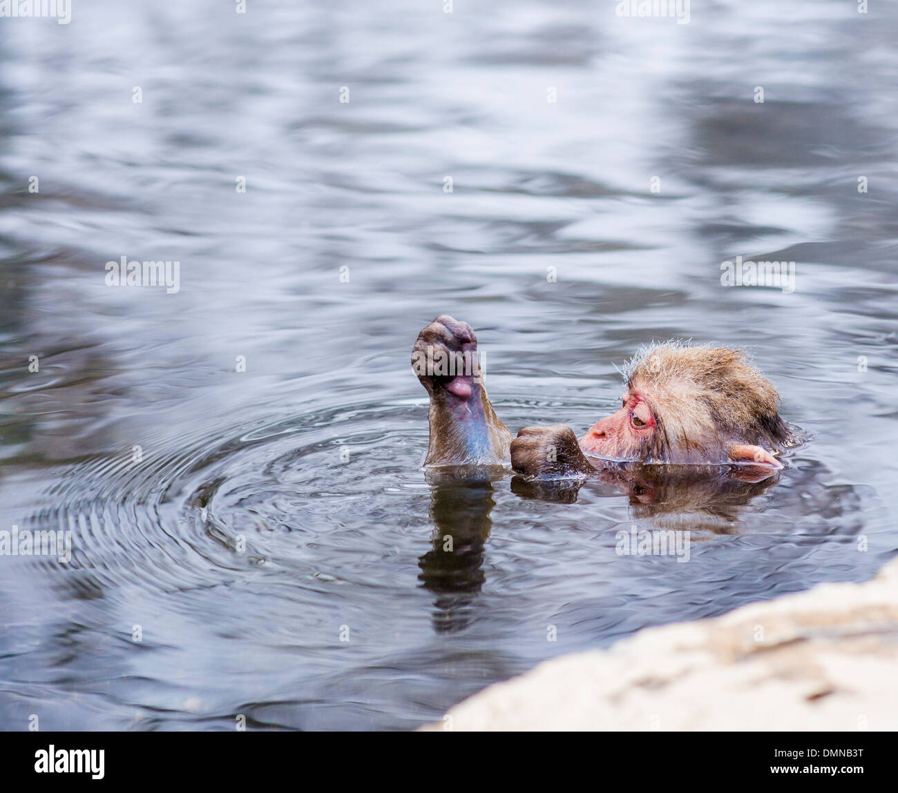 Makaken Bad in heißen Quellen in Nagano, Japan. Stockfoto