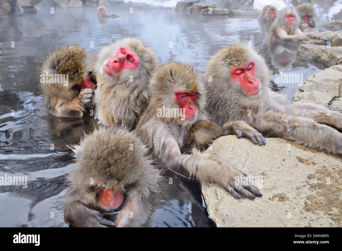 Makaken Bad in heißen Quellen in Nagano, Japan. Stockfoto