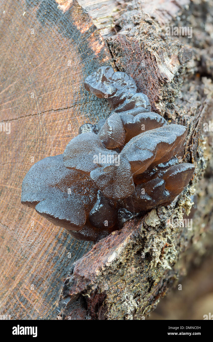 Im Herbst Pilze im finnischen Stockfoto