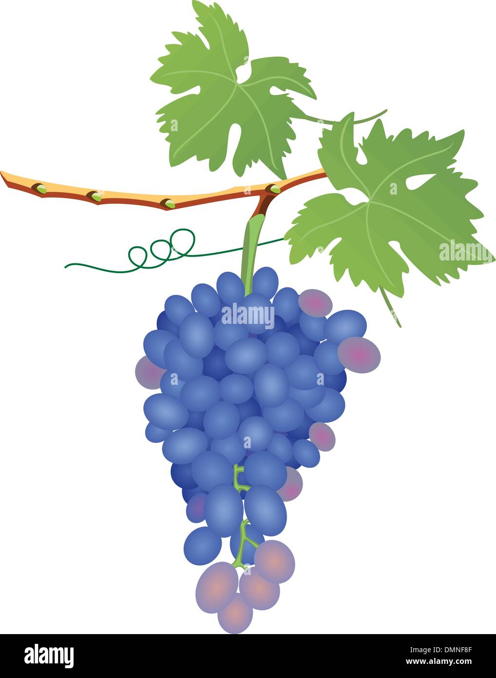 Vektor Traube cluster Stock Vektor