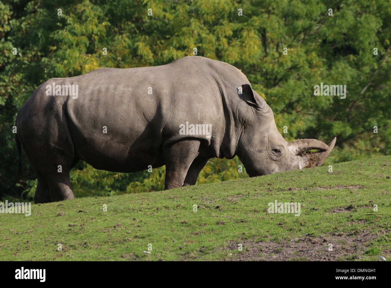 Südliche weiße Nashorn (Rhinoceros Ceratotherium Simum) Beweidung in einem Zoo-Einstellung Stockfoto