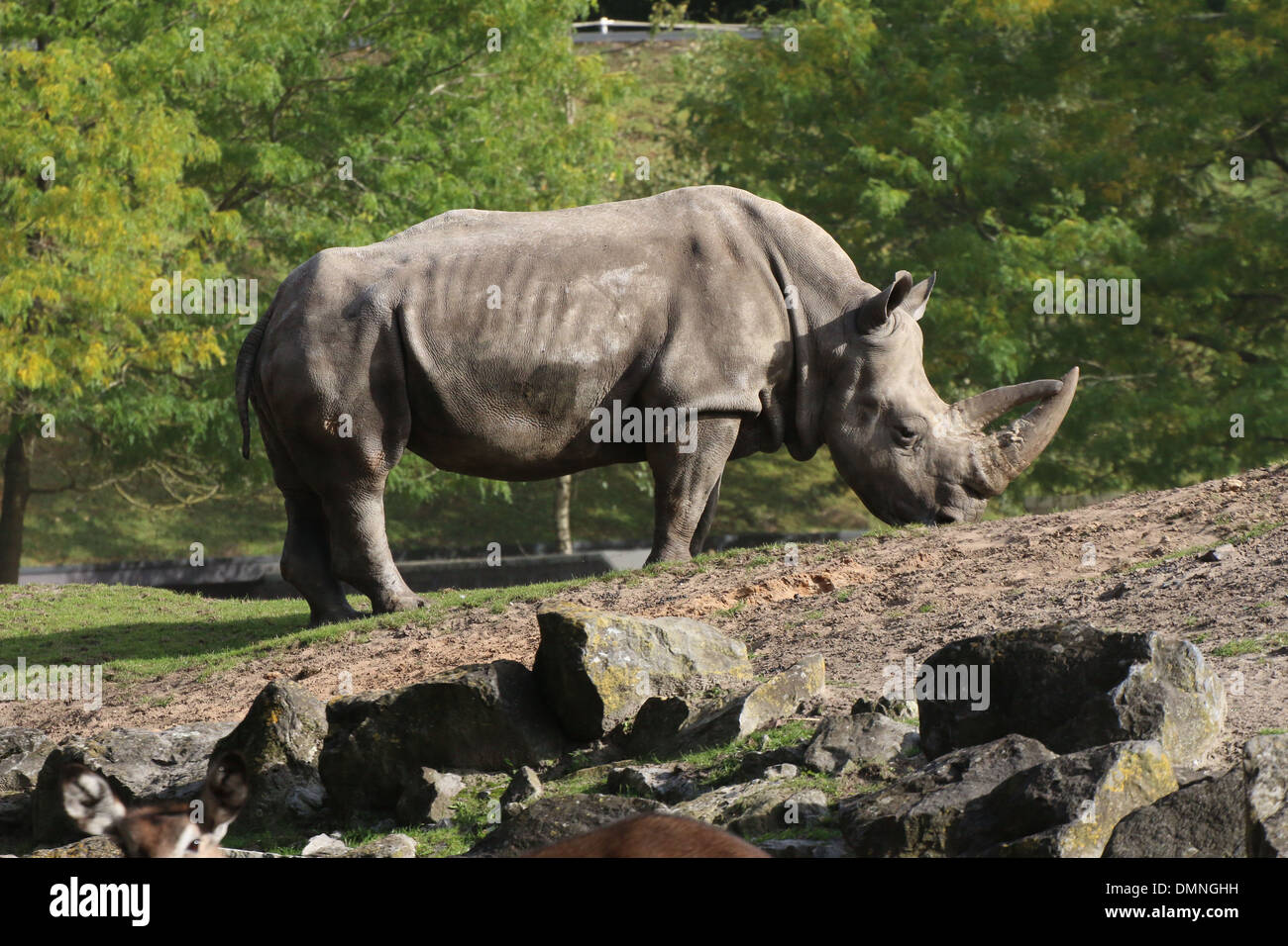 Südliche weiße Nashorn (Rhinoceros Ceratotherium Simum) Beweidung in einem Zoo-Einstellung Stockfoto