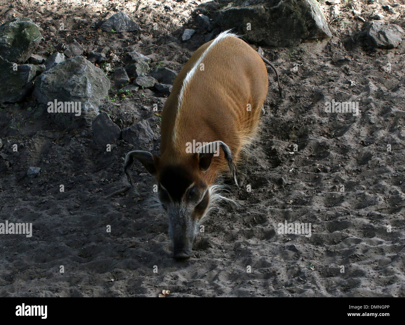 African Red Flussschwein oder Buschschwein (Potamochoerus Porcus) inmitten der zoo Stockfoto