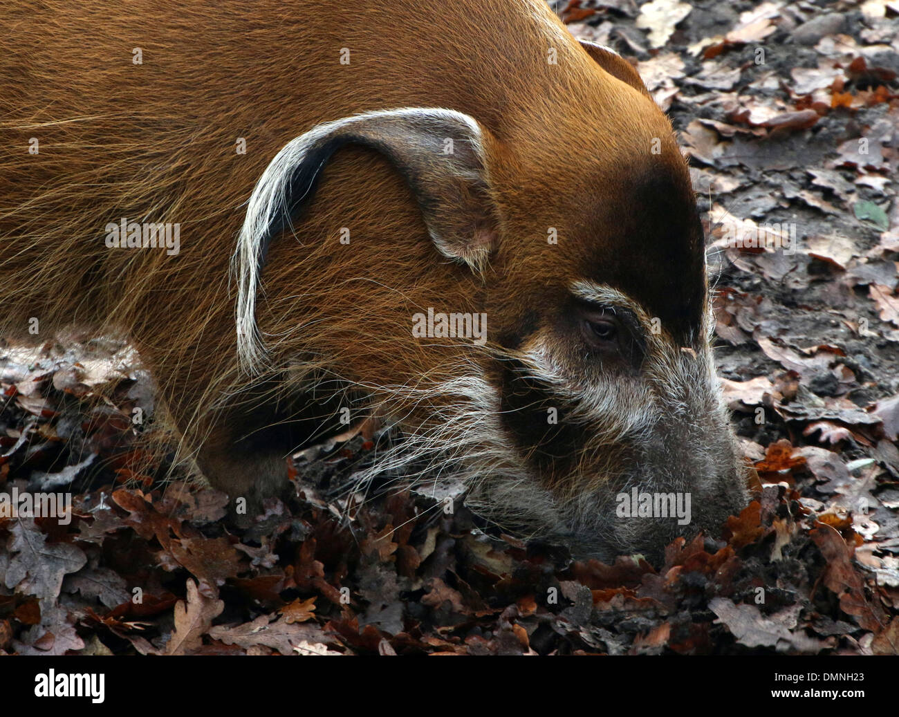 Detaillierte Nahaufnahme des Kopfes und der Fang eines afrikanischen roten Flussschwein oder Buschschwein (Potamochoerus Porcus) Stockfoto