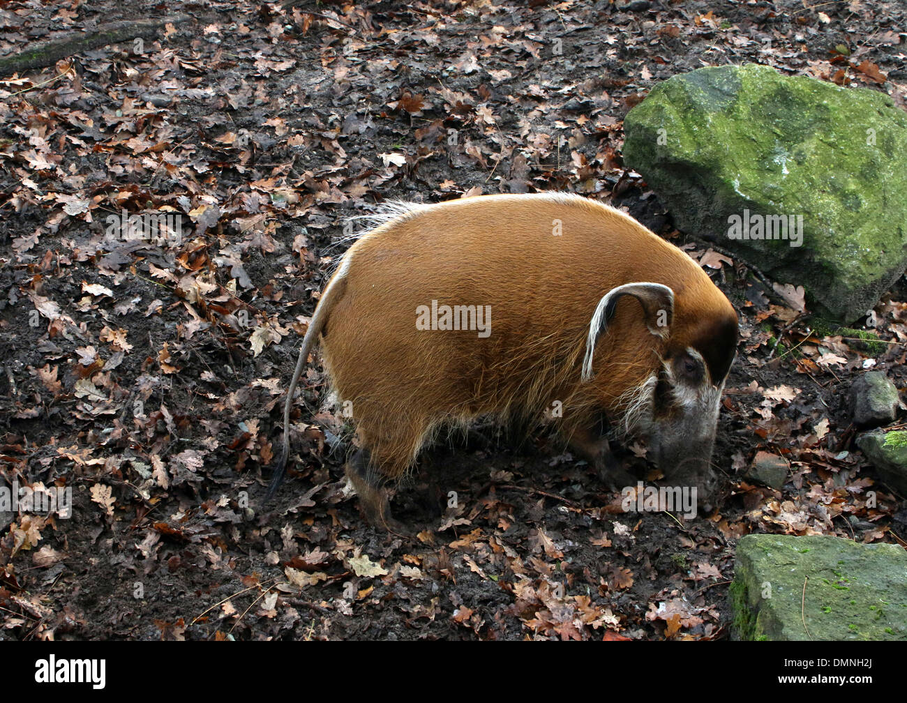 African Red Flussschwein oder Buschschwein (Potamochoerus Porcus) Stockfoto