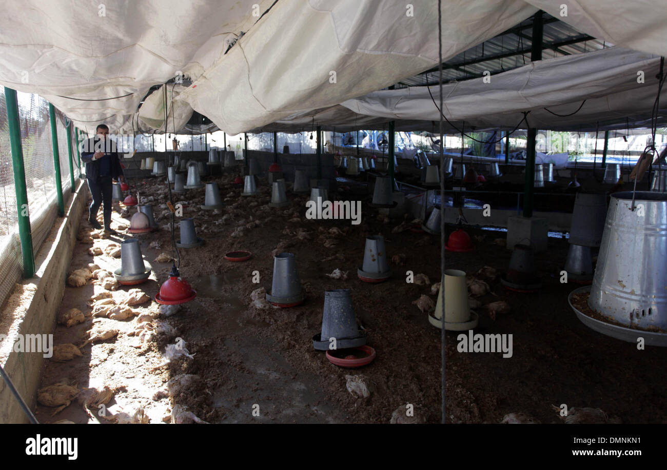 Gaza-Stadt, Gazastreifen, Palästinensische Gebiete. 16. Dezember 2013. Ein palästinensischer Geflügelzüchter inspiziert Tote Hühnern auf seiner Farm in Jabalya im nördlichen Gazastreifen, 16. Dezember 2013. Ministerium für Landwirtschaft offizielle Ziad Hamadah sagte, dass Gazas Agrarsektor während vier Tagen von schweren Wetterbedingungen im Küsten-Gebiet verheerende Verluste. Die ersten Schätzungen der Tierzucht-Sektor verloren $ 1,7 Millionen durch den Sturm, die 200.000 Vögel getötet und 3.500 Hühner © Ashraf Amra/APA Images/ZUMAPRESS.com/Alamy Live-Nachrichten Stockfoto