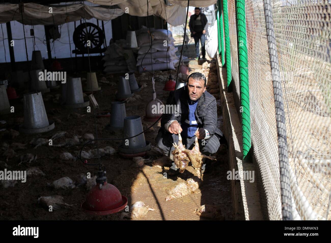 Gaza-Stadt, Gazastreifen, Palästinensische Gebiete. 16. Dezember 2013. Palästinensische Geflügelzüchter inspizieren Tote Hühnern auf ihrer Farm in Jabalya im nördlichen Gazastreifen, 16. Dezember 2013. Ministerium für Landwirtschaft offizielle Ziad Hamadah sagte, dass Gazas Agrarsektor während vier Tagen von schweren Wetterbedingungen im Küsten-Gebiet verheerende Verluste. Die ersten Schätzungen der Tierzucht-Sektor verloren $ 1,7 Millionen durch den Sturm, die 200.000 Vögel getötet und 3.500 Hühner © Ashraf Amra/APA Images/ZUMAPRESS.com/Alamy Live-Nachrichten Stockfoto