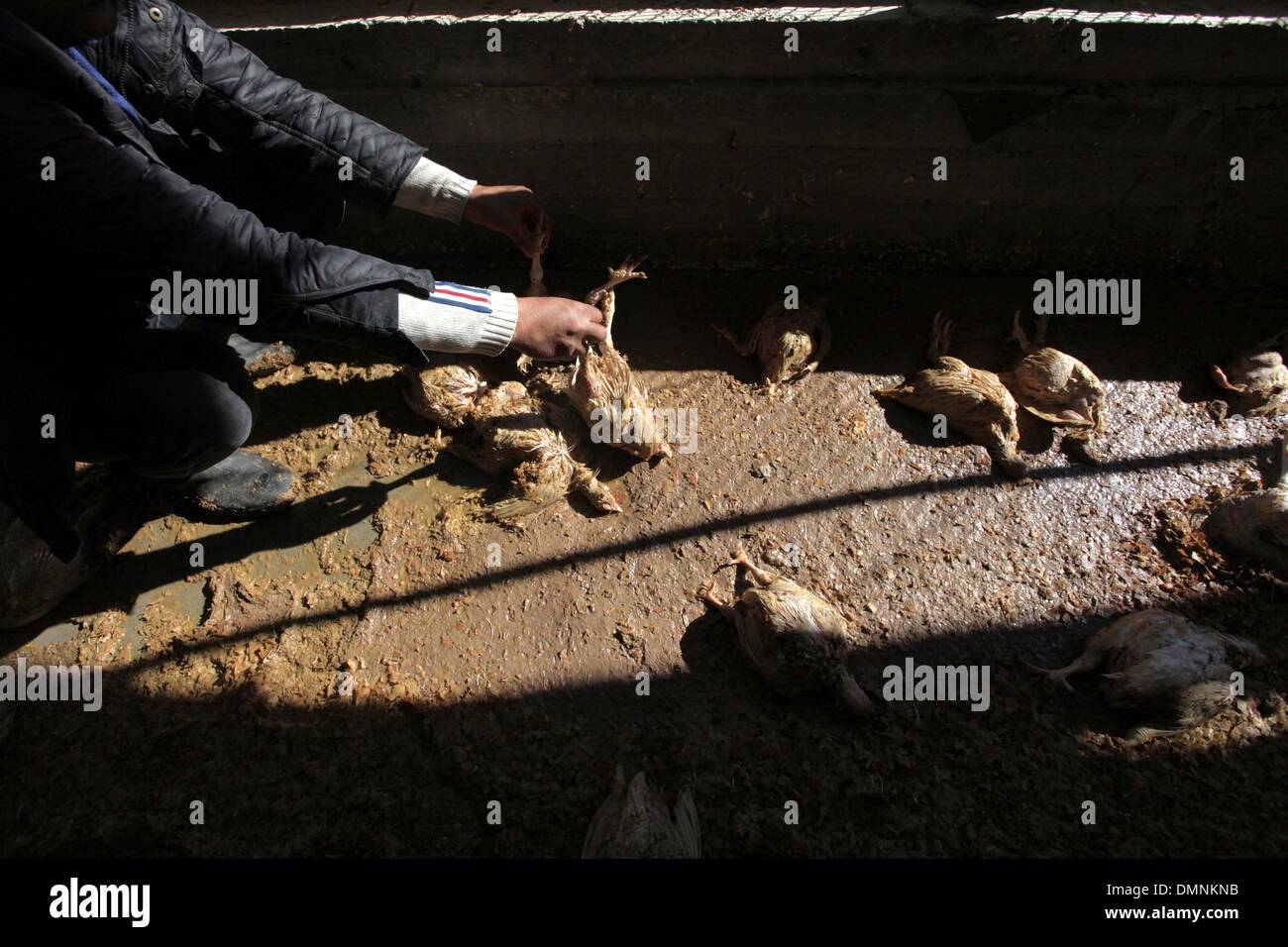 Gaza-Stadt, Gazastreifen, Palästinensische Gebiete. 16. Dezember 2013. Ein palästinensischer Geflügelzüchter inspiziert Tote Hühnern auf seiner Farm in Jabalya im nördlichen Gazastreifen, 16. Dezember 2013. Ministerium für Landwirtschaft offizielle Ziad Hamadah sagte, dass Gazas Agrarsektor während vier Tagen von schweren Wetterbedingungen im Küsten-Gebiet verheerende Verluste. Die ersten Schätzungen der Tierzucht-Sektor verloren $ 1,7 Millionen durch den Sturm, die 200.000 Vögel getötet und 3.500 Hühner © Ashraf Amra/APA Images/ZUMAPRESS.com/Alamy Live-Nachrichten Stockfoto