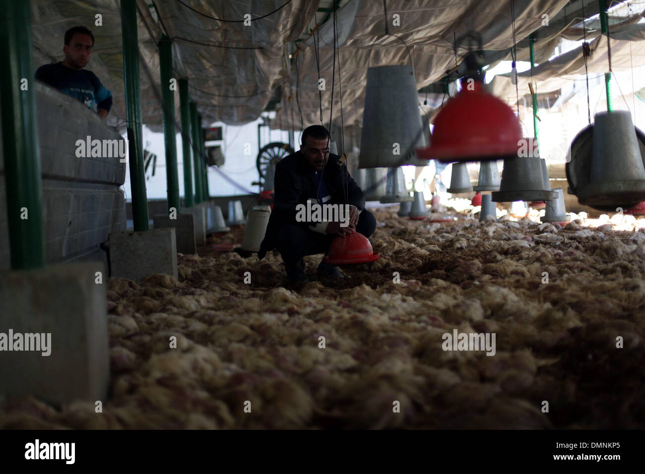 Gaza-Stadt, Gazastreifen, Palästinensische Gebiete. 16. Dezember 2013. Palästinensische Geflügelzüchter inspizieren Tote Hühnern auf ihrer Farm in Jabalya im nördlichen Gazastreifen, 16. Dezember 2013. Ministerium für Landwirtschaft offizielle Ziad Hamadah sagte, dass Gazas Agrarsektor während vier Tagen von schweren Wetterbedingungen im Küsten-Gebiet verheerende Verluste. Die ersten Schätzungen der Tierzucht-Sektor verloren $ 1,7 Millionen durch den Sturm, die 200.000 Vögel getötet und 3.500 Hühner © Ashraf Amra/APA Images/ZUMAPRESS.com/Alamy Live-Nachrichten Stockfoto