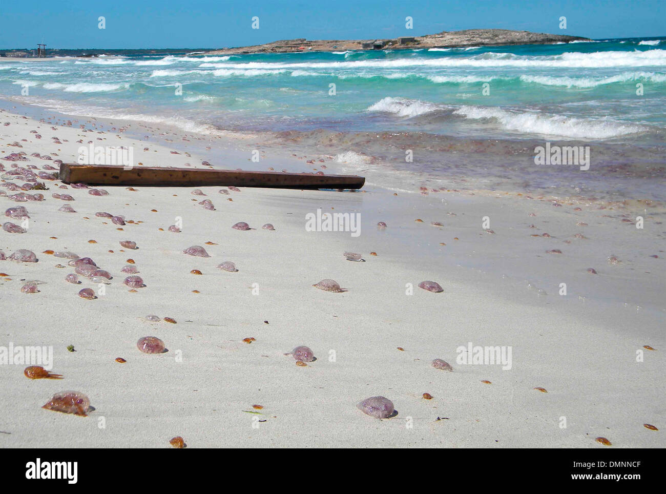 Quallen gesehen gestrandete auf Sand in einem Strand auf der Insel Mallorca, Spanien Stockfoto