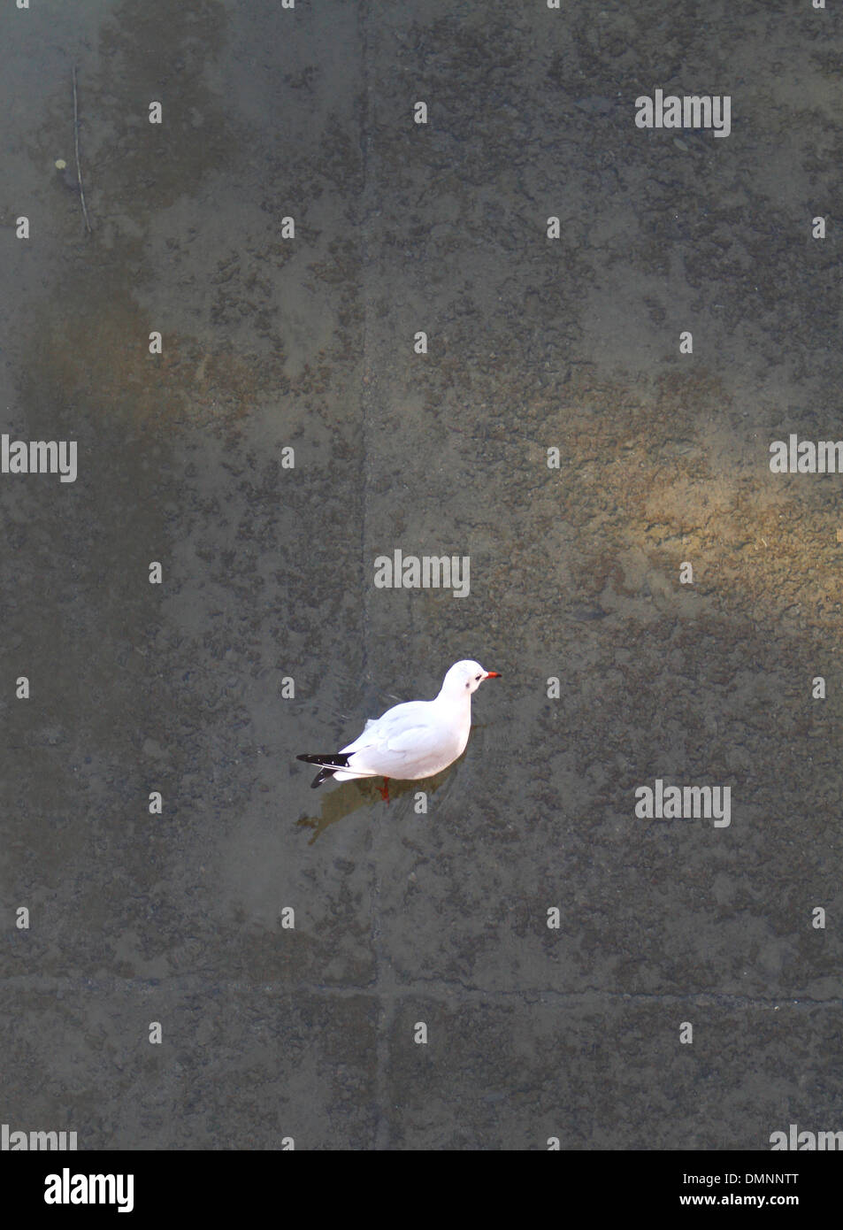 Möwe gesehen schwimmen in einem Fluss in die Stadt Palma in Mallorca, Spanien Stockfoto