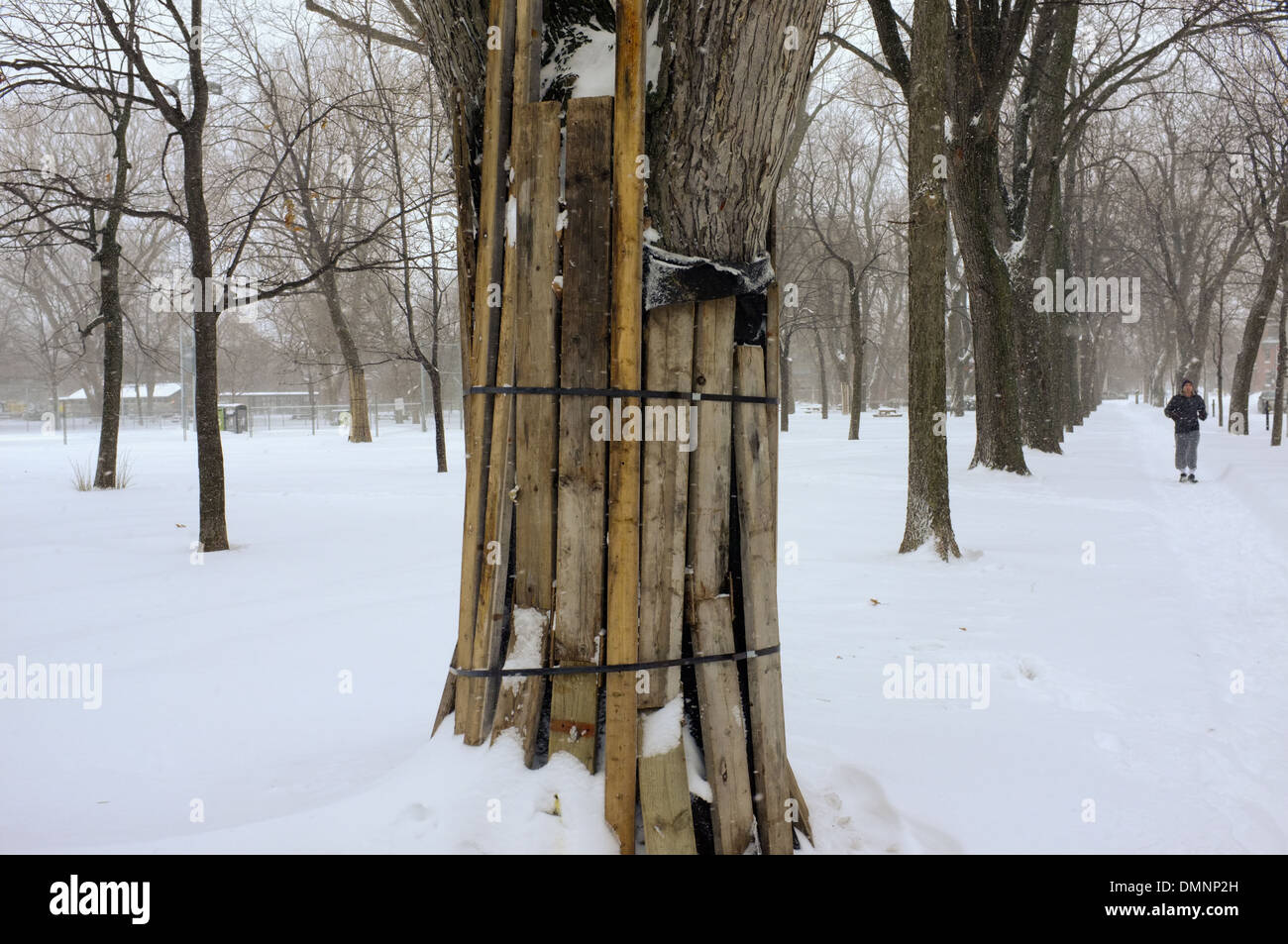 Ein Mann läuft im Schnee überdachten Parc Lafontaine befindet sich in Montreal, Quebec. Stockfoto