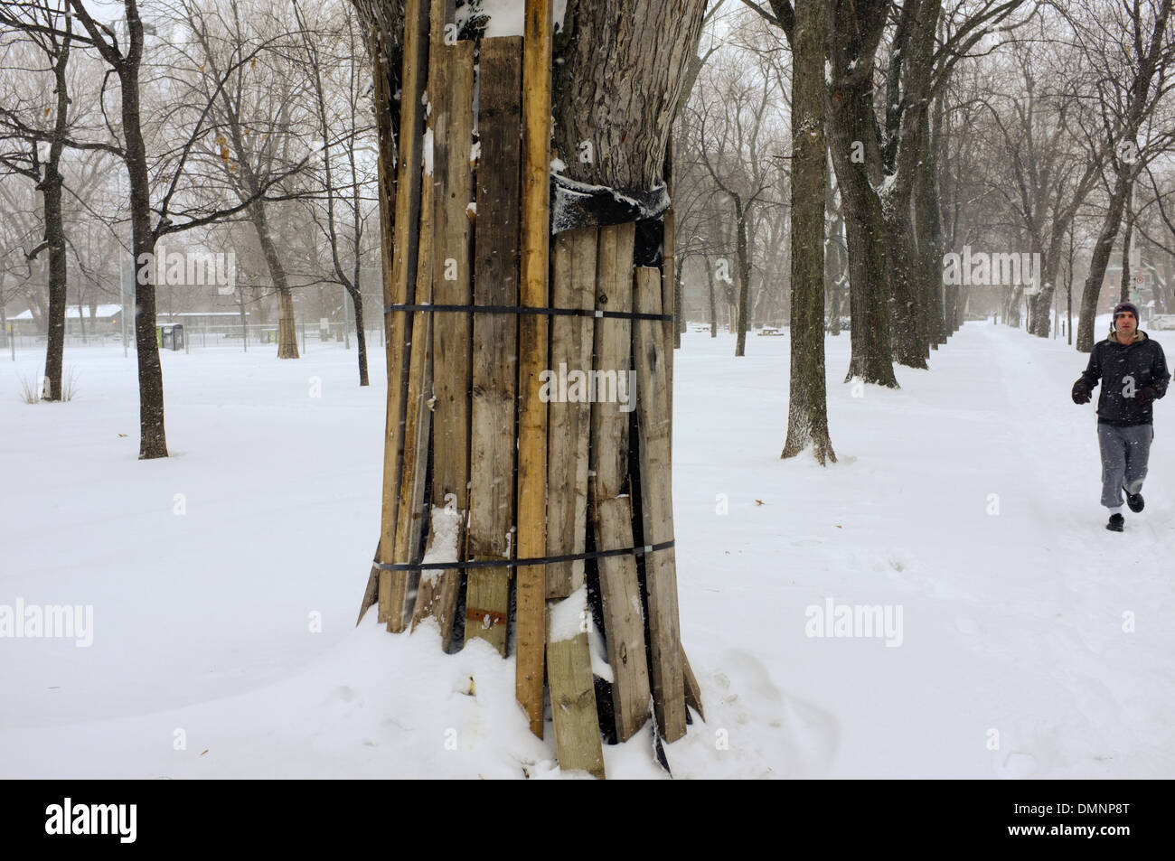Ein Mann läuft im Schnee überdachten Parc Lafontaine befindet sich in Montreal, Quebec. Stockfoto