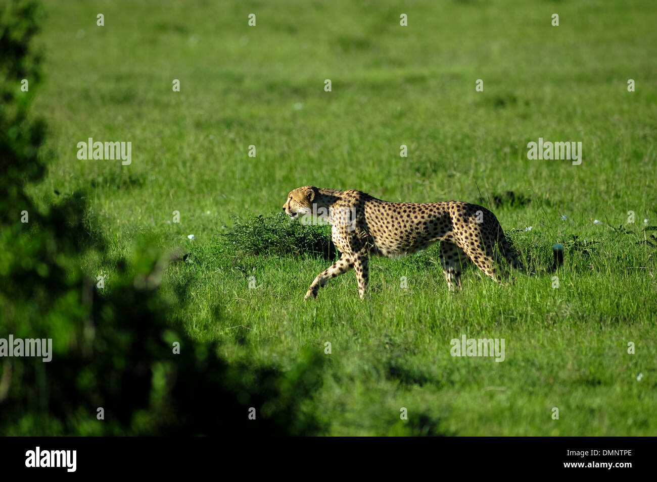 Geparden in der Savanne Afrikas auf der Jagd Stockfoto