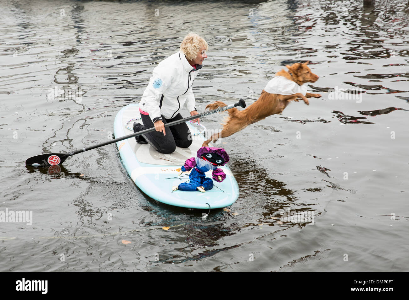 Niederlande, Loosdrecht, Hund von SUP Board ins Wasser springen Stockfoto