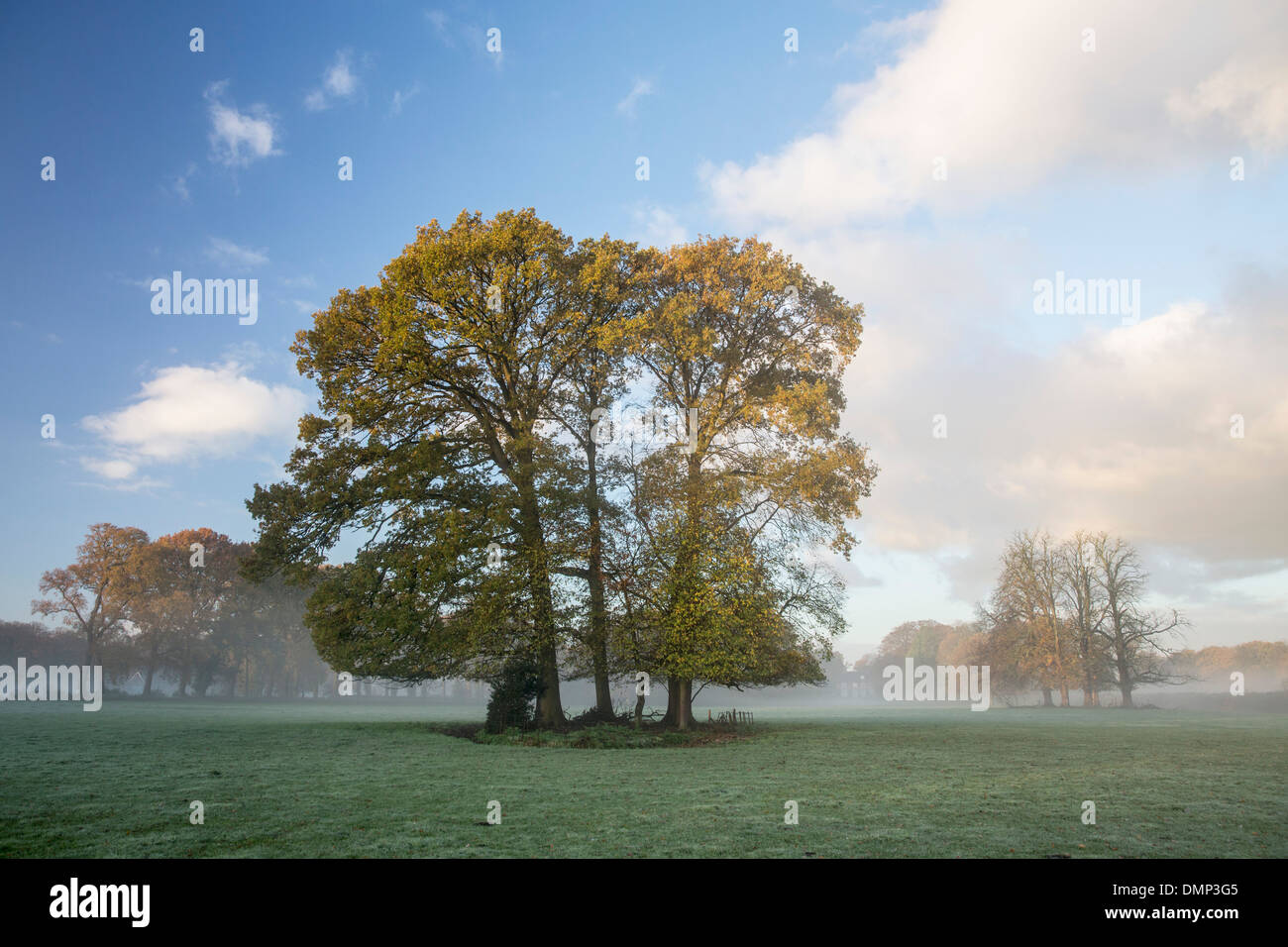 Niederlande,'s-Graveland, Landgut namens Spanderswoud.  Eichen. Herbstfarben Stockfoto