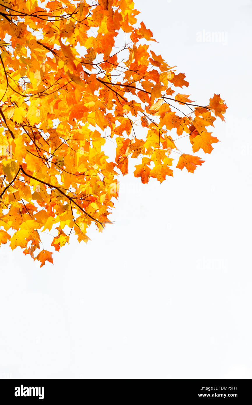 Gelb und Orange Herbstlaub Stockfoto