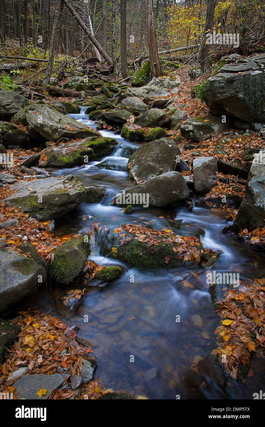 Bach im Wald mit Wasser fließt über die Felsen mit Motion Blur Stockfoto