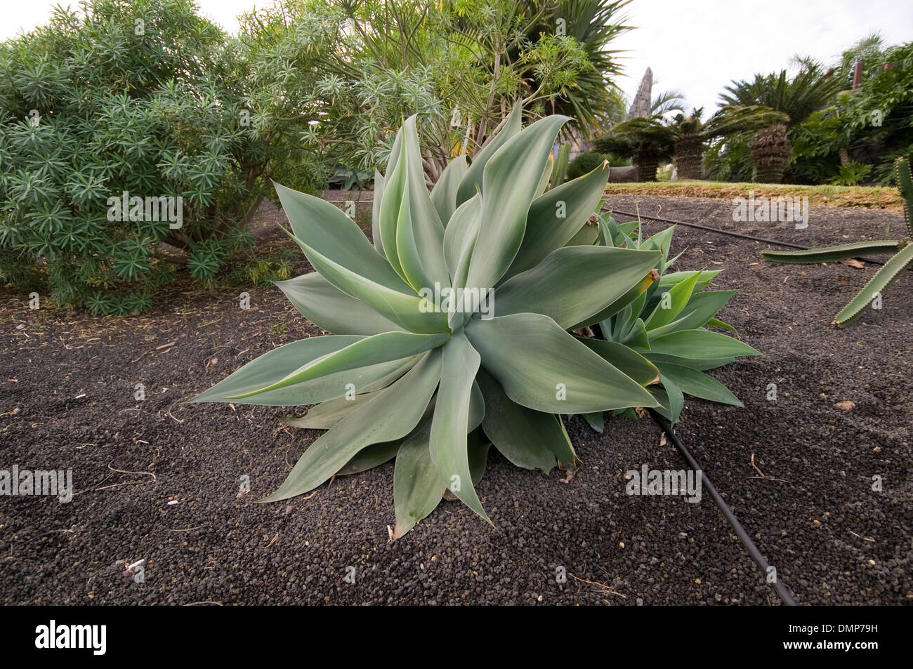 Aloe Vera Pflanze Pflanzen Sukkulenten Sukkulenten Stockfoto