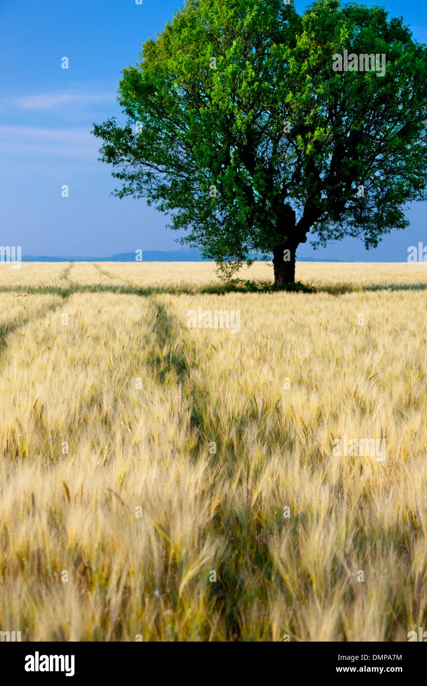 Einsamer Baum im Bereich der Gerste in der Nähe von Valensole, Provence Frankreich Stockfoto