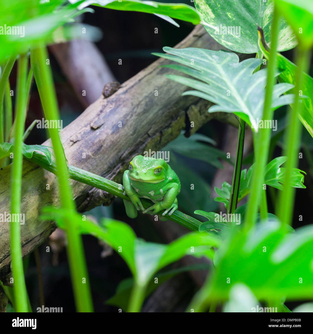 Blick auf Green Monkey Frosch im Wald Stockfoto