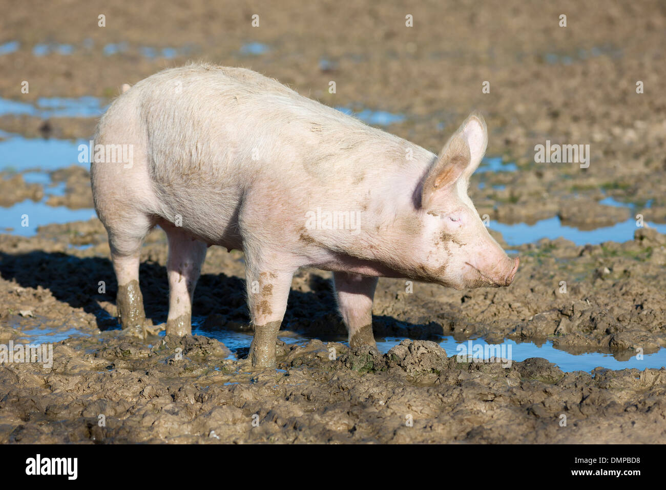 großen Schwein auf dem Bauernhof Stockfoto