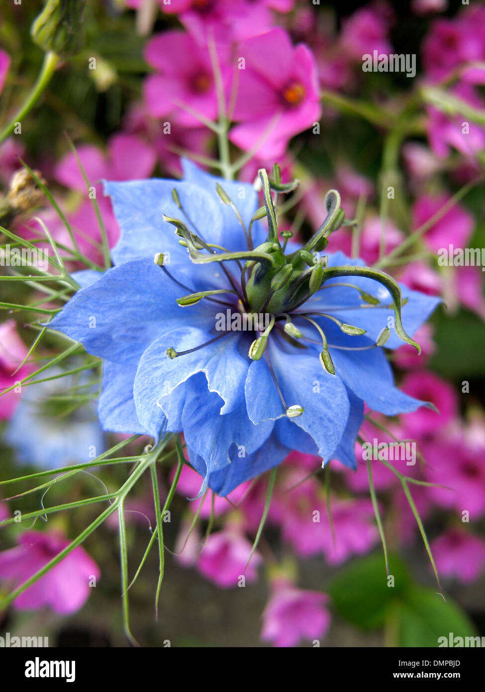 Ein Bild von einem schönen Garten Blume Nigella Damascena, auch bekannt als Love-in-a-mist Stockfoto