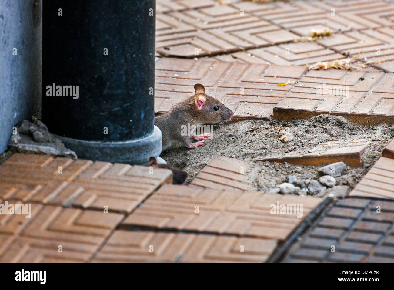 Juvenile braune Ratte / gemeinsame Ratte (Rattus Norvegicus) entstehende Fallrohr auf Bürgersteig in Stadtstraße Stockfoto